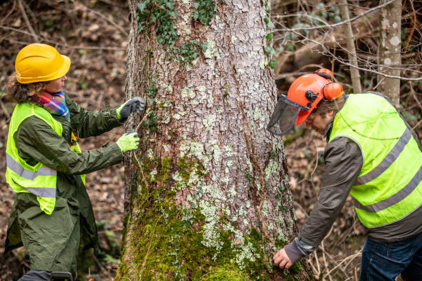 Best Storm Damage Tree Cleanup  in Church Hill, PA